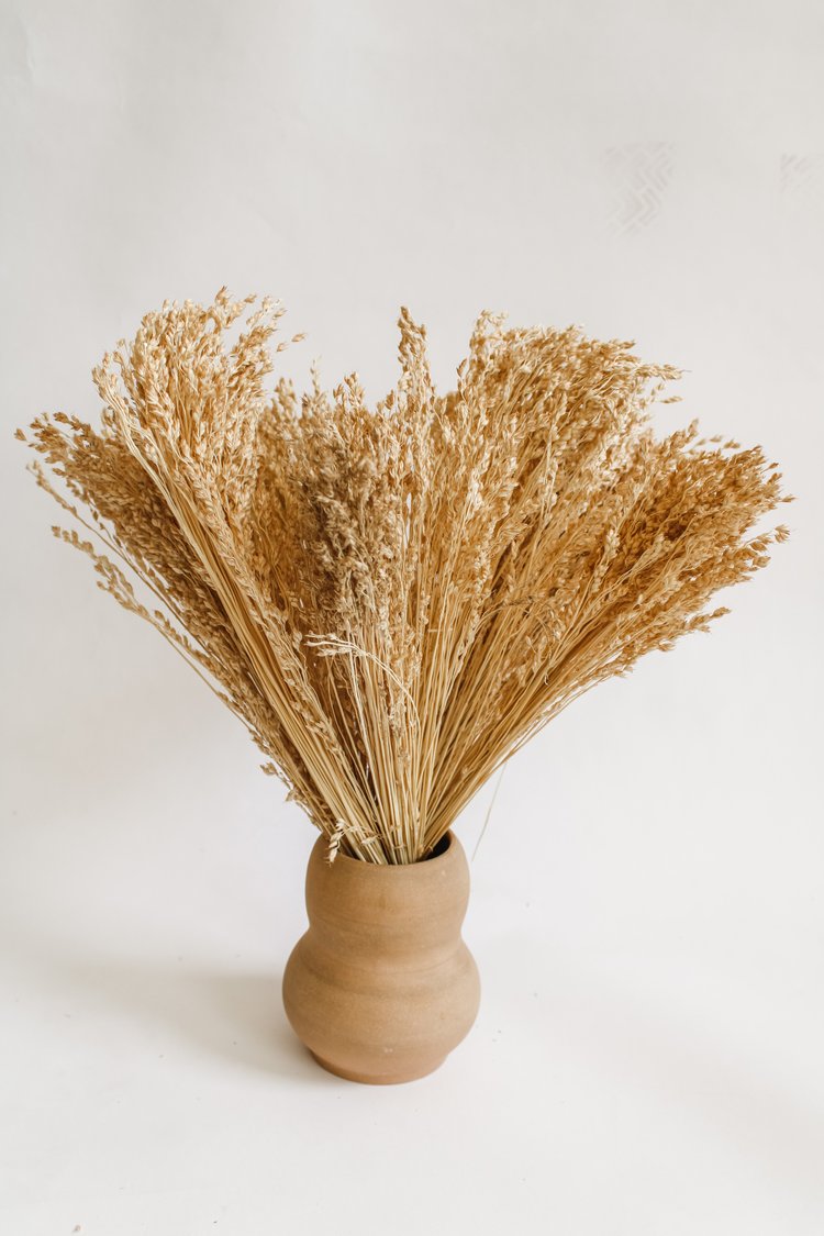 Locally Grown Organic Broomcorn Wholesale